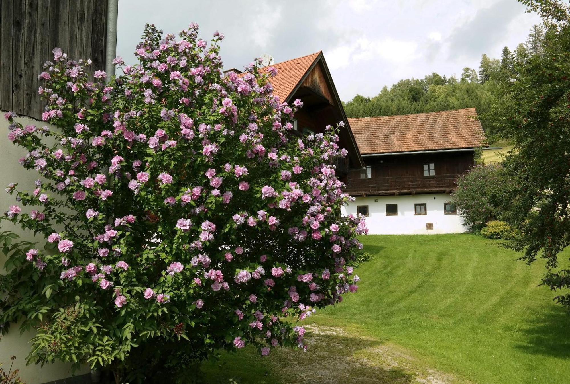 Ferienwohnungen Raczkowski Birkfeld Экстерьер фото