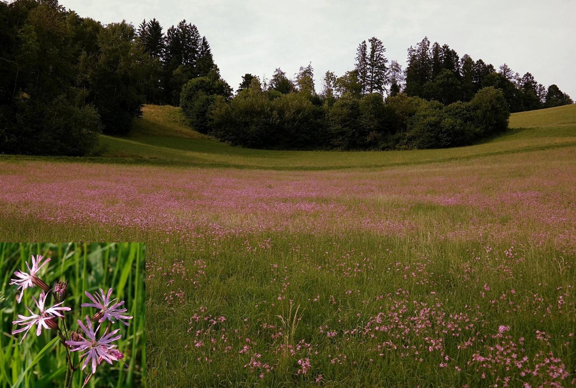 Ferienwohnungen Raczkowski Birkfeld Экстерьер фото